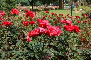 Red Flowers Red Flowers